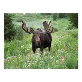 Foto Alce macho Alces alces) entre flores silvestres,
