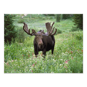 Foto Alce macho Alces alces) entre flores silvestres,