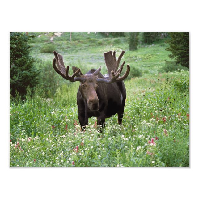 Foto Alce macho Alces alces) entre flores silvestres, (Frente)