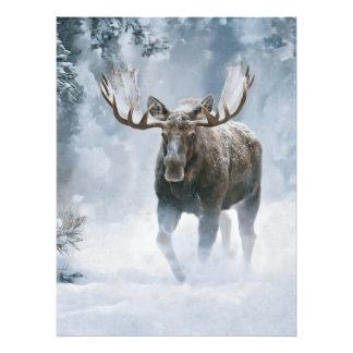 Foto Alce Macho Caminando a Través de la Nieve Boreal