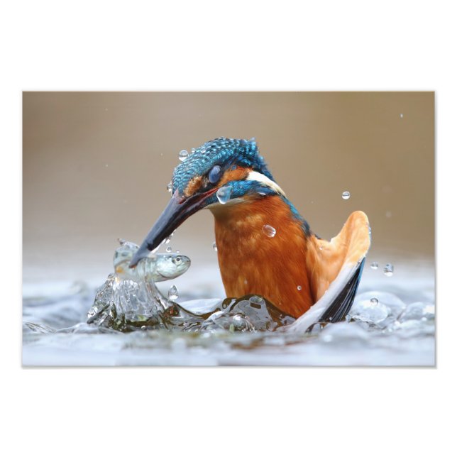 Foto Alcedo Atthis Kingfisher agua de caza Luca Casale (Frente)