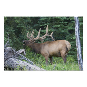 Foto Alces bramando en el Parque Nacional Banff, Canadá