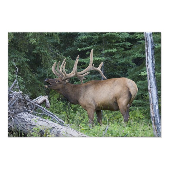 Foto Alces bramando en el Parque Nacional Banff, Canadá (Frente)