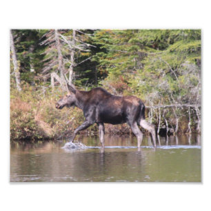 Foto Alces de la vaca de Maine