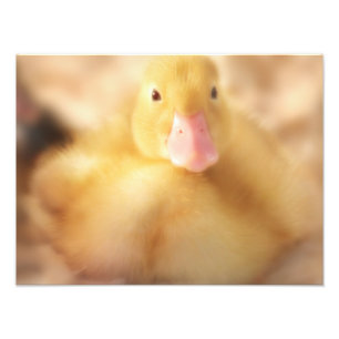 Foto Alegre bebé de Pascua de Pato Amarillo Duckland
