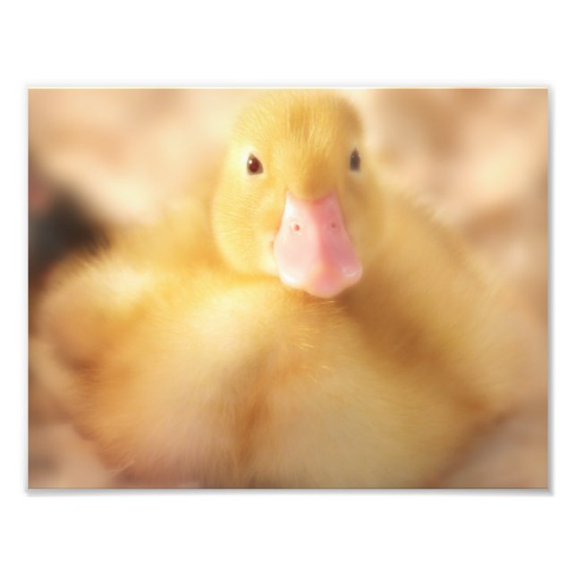 Foto Alegre bebé de Pascua de Pato Amarillo Duckland (Frente)