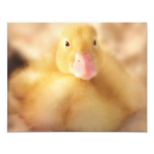 Foto Alegre bebé de Pascua de Pato Amarillo Duckland