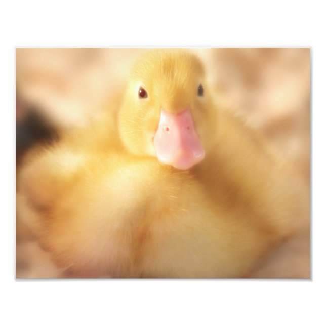 Foto Alegre bebé de Pascua de Pato Amarillo Duckland (Frente)