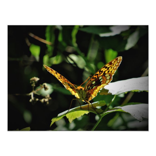 Foto "Alegría excitante" (Frente)