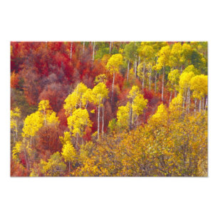 Foto Alemanes coloridos en Logan Canyon Utah en el 2
