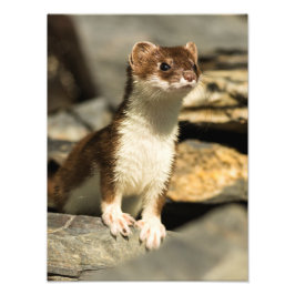 Foto Alert Weasel