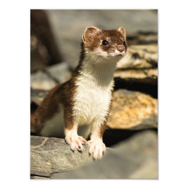 Foto Alert Weasel (Frente)