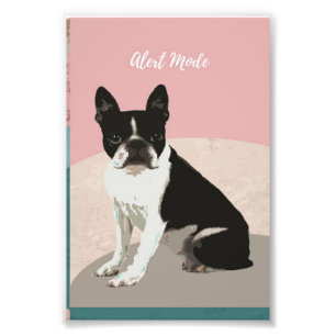 Foto Alerta Perro Terrier de Boston   Boston Terrier Lo