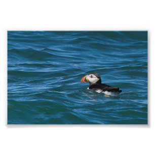 Foto Aleta de aleta en el mar