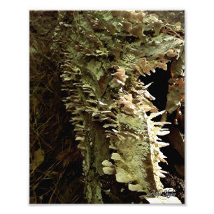 Foto Aletas de árbol