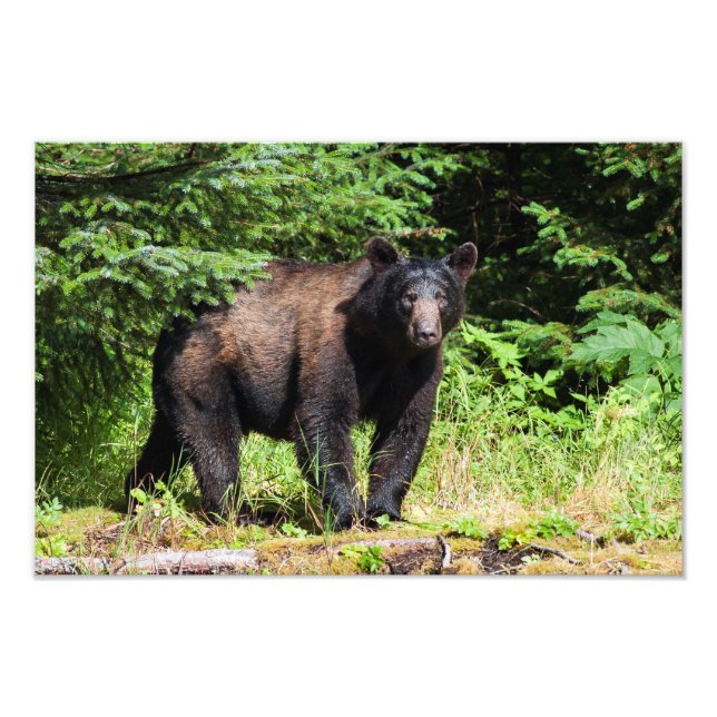 Foto Alfa Black Bear (Frente)