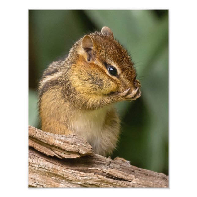 Foto Algo Huele Chipmunk (Frente)