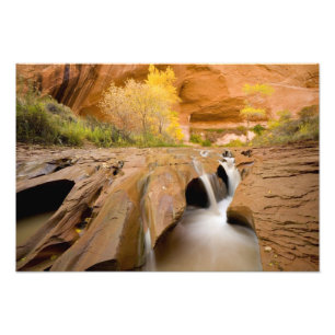 Foto Algodoneros en Otoño, Coyote Gulch, Glen