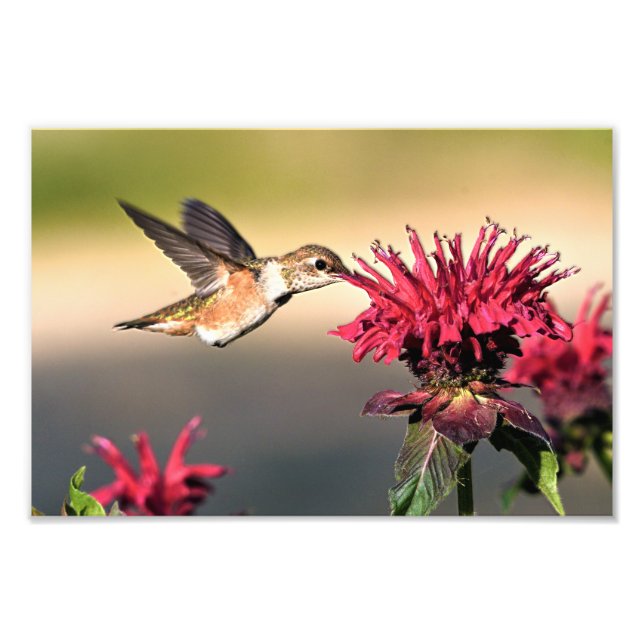 Foto Alimentador de flores de colibrí (Frente)