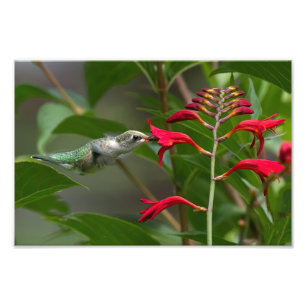 Foto Alimentando Colibríes En La Crocosmia Roja