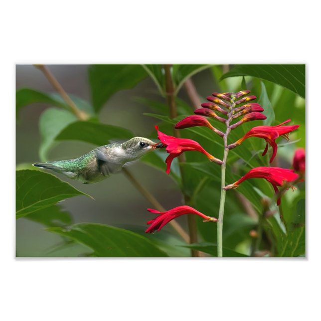 Foto Alimentando Colibríes En La Crocosmia Roja (Frente)
