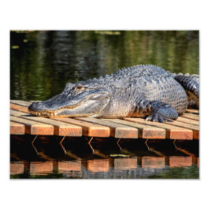 Foto Alligador 14x11 en el parque natural Homosassa Spr