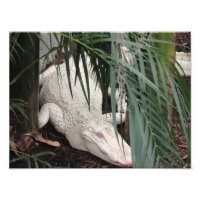 Alligador de Albino
