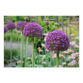 Foto Allium de 19"x13"
