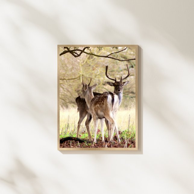 Foto allow Deer of the English Estate (Subido por el creador)