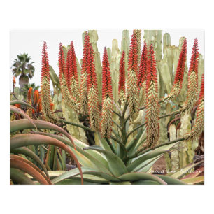 Foto Áloe grande en la floración