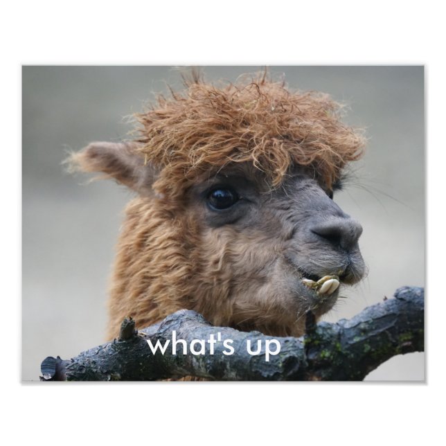 Foto Alpaca (Frente)