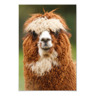 Foto Alpaca