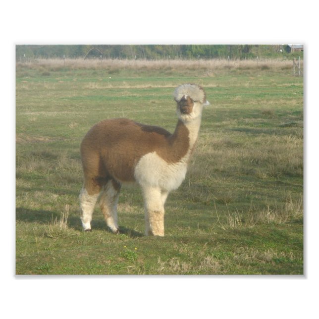 Foto Alpaca (Frente)