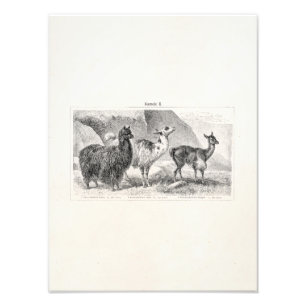 Foto Alpacas de las llamas de la plantilla de la alpaca