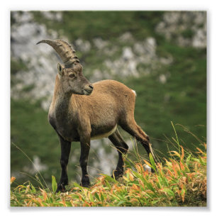 Foto Alpes silvestres macho, capra ibex o steinbock