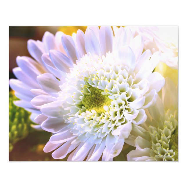 Foto Alt. flor blanco (Frente)