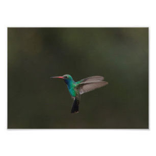 Foto Alumnaina de gran tamaño en vuelo