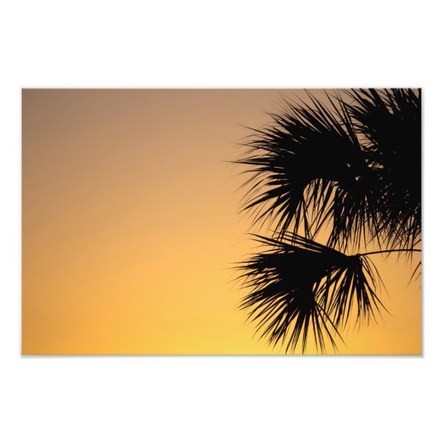 Foto Amanecer de palmeras, Florida (Frente)