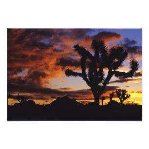 Foto Amanecer Espectacular en Joshua Tree National