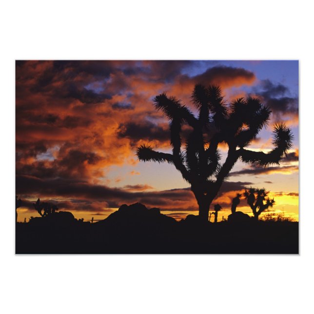 Foto Amanecer Espectacular en Joshua Tree National (Frente)