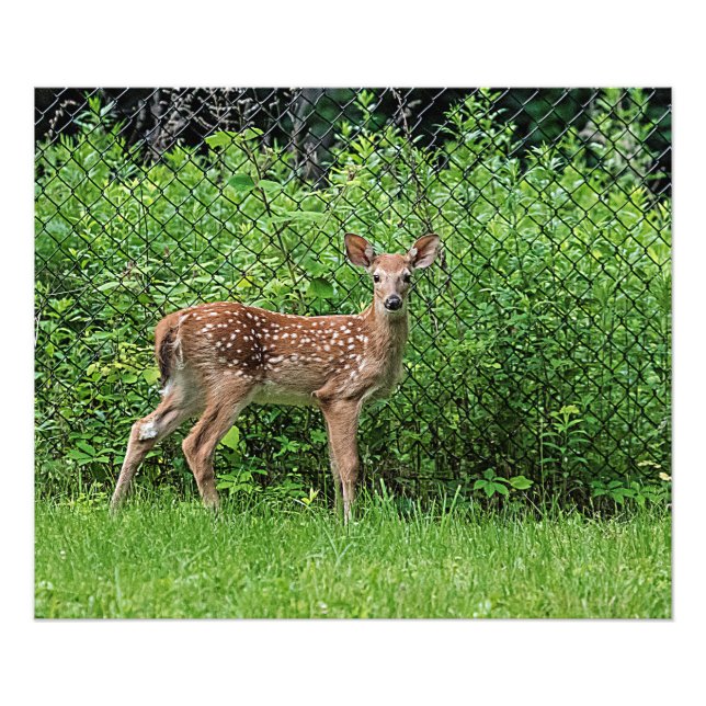 Foto Amanecer frente a una cerca (Frente)