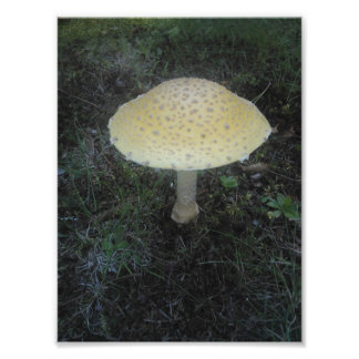 Foto Amanita Muscaria var. Formosa - 01