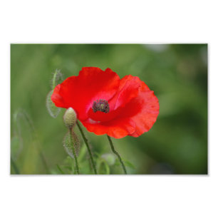 Foto Amapola
