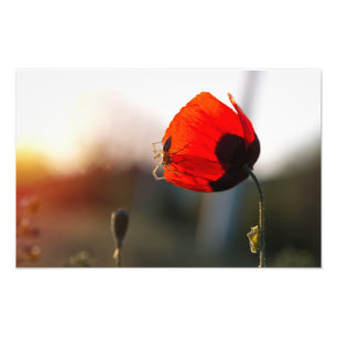Foto Amapola de primavera con araña