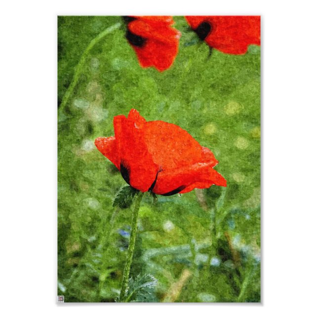 Foto Amapola Roja (Frente)
