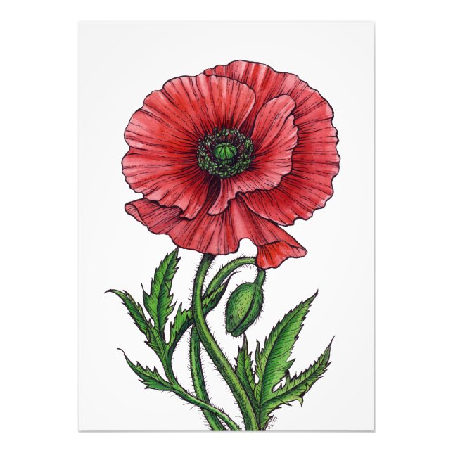 Foto Amapola roja, acuarela y tinta (Frente)