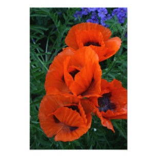 Foto Amapolas