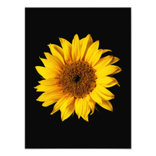 Foto Amarillo de girasol sobre negro - Girasoles person