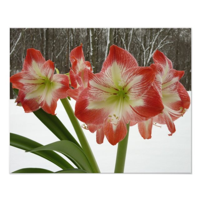 Foto Amaryllis en floral de invierno en la nieve roja f (Frente)