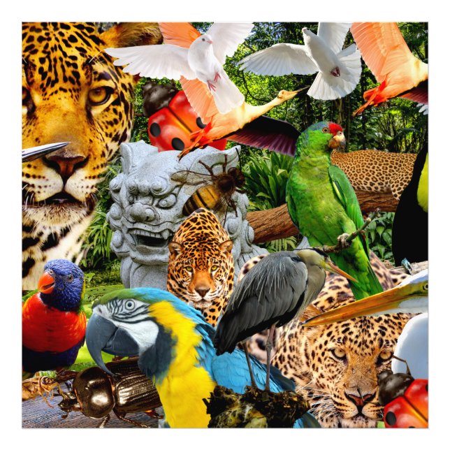 FOTO AMAZONIA (Frente)